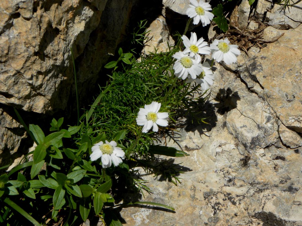 Achillea barrelieri subsp. oxyloba